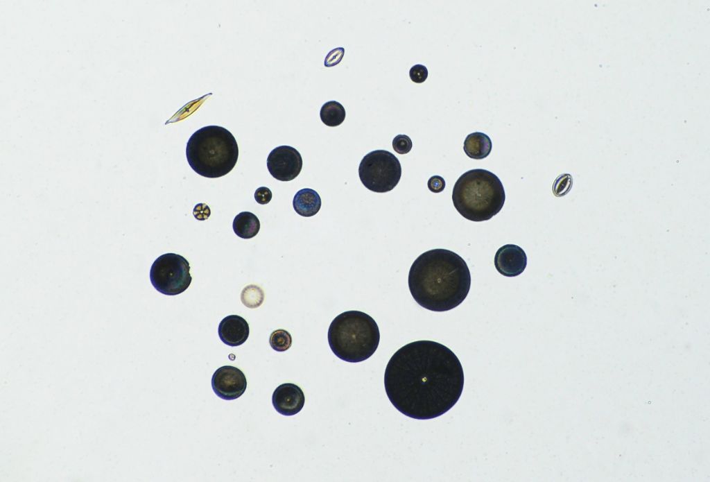 Il mio primo vetrino finito con diatomee arrangiate